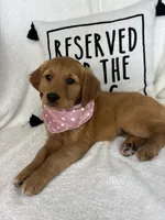 Gigi, a female Golden Retriever for sale in Greenfield, IN – 5 of 5
