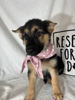 Gladys, a female German Shepherd Dog for sale in Greenfield, IN – 3 of 4