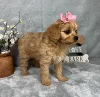 Monica, a female Cavapoo for sale in Greenfield, IN – Photo 6 of 6