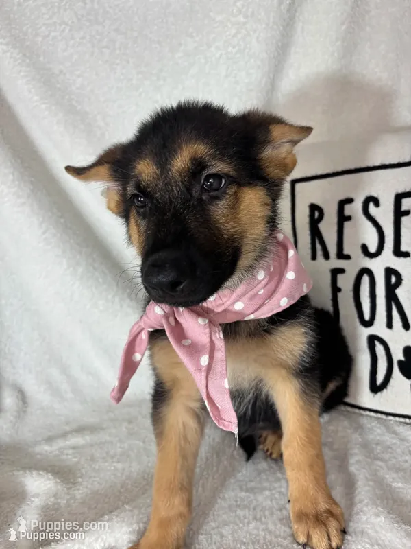 Gladys – German Shepherd Dog puppy for sale in Greenfield, IN