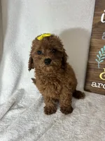 Ginger, a female Miniature Goldendoodle for sale in Greenfield, IN – 2 of 4