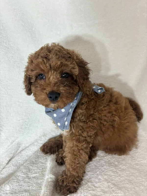 Gage – Miniature Goldendoodle puppy for sale in Greenfield, IN