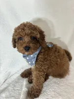 Gage, a male Miniature Goldendoodle for sale in Greenfield, IN – 1 of 4