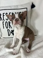 Bonnie, a female Boston Terrier for sale in Greenfield, IN – 5 of 5