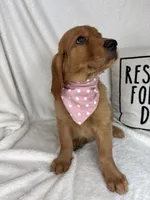 Gina, a female Golden Retriever for sale in Greenfield, IN – 3 of 5