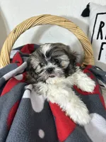 Skipper, a male Shih Tzu for sale in Greenfield, IN – 5 of 5