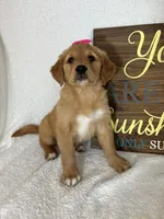 Gracie, a female Golden Retriever for sale in Greenfield, IN – 3 of 4