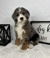 Joey, a male Miniature Bernedoodle for sale in Greenfield, IN – Photo 5 of 5