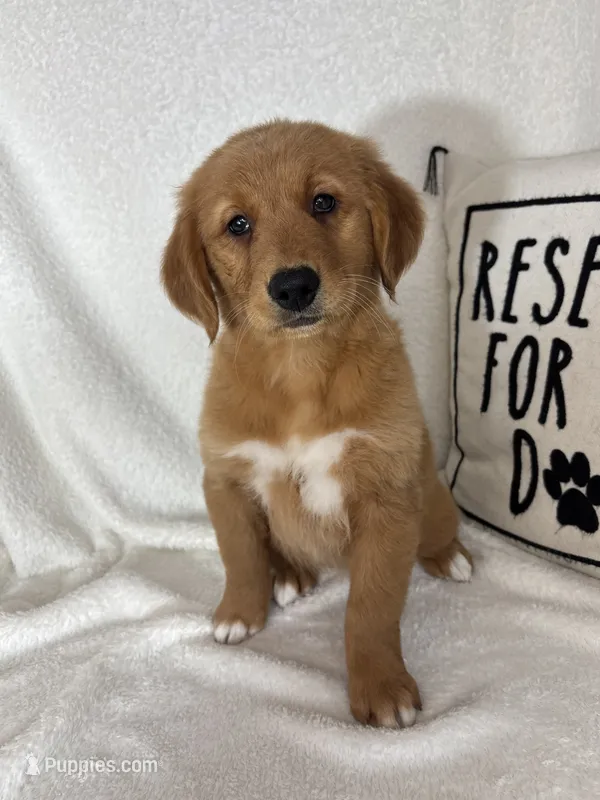 Ginger – Golden Retriever puppy for sale in Greenfield, IN