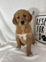 Ginger, a female Golden Retriever for sale in Greenfield, IN – 1 of 5