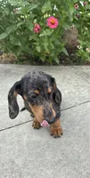 Rick, a male Miniature Dachshund for sale in Greenfield, IN – 7 of 7