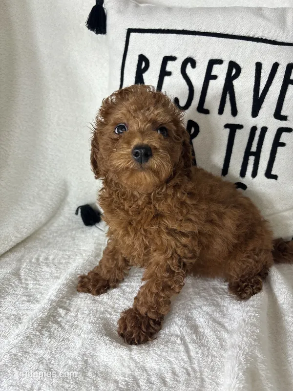 Gabe  – Miniature Goldendoodle puppy for sale in Greenfield, IN