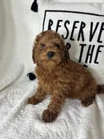 Gabe , a male Miniature Goldendoodle for sale in Greenfield, IN – 1 of 5