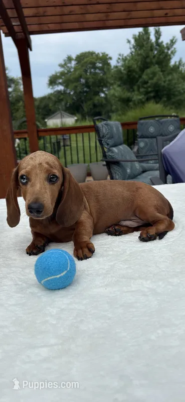 Rex – Dachshund puppy for sale in Greenfield, IN