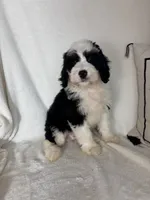 Mozart, a male Bernedoodle for sale in Greenfield, IN – 3 of 5