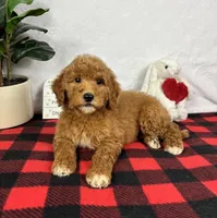 Gracie, a female Miniature Goldendoodle for sale in Greenfield, IN – Photo 3 of 6