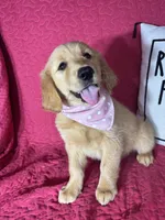 Gracie, a female Golden Retriever for sale in Greenfield, IN – 1 of 5
