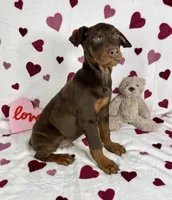 Diesel, a male Doberman Pinscher for sale in Greenfield, IN – Photo 5 of 5