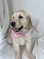 Gladys, a female English Cream Golden Retriever for sale in Greenfield, IN – 3 of 5