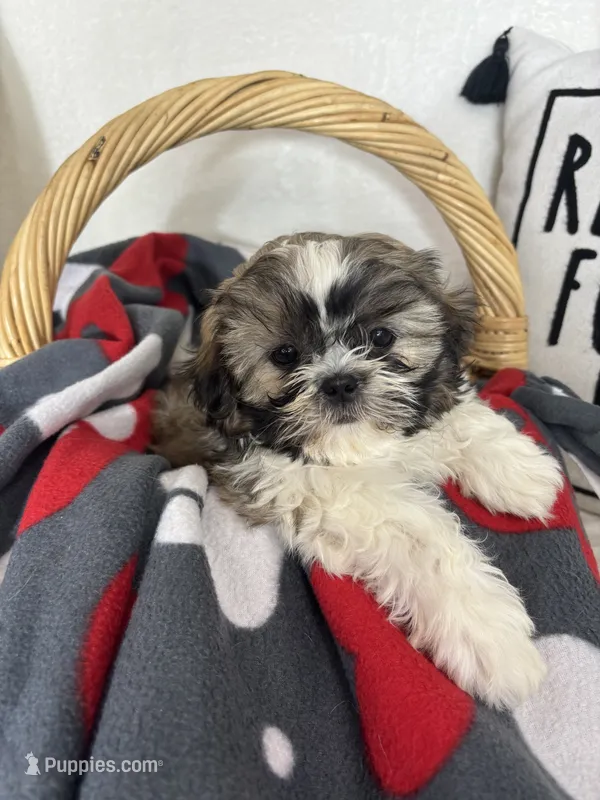 Skipper – Shih Tzu puppy for sale in Greenfield, IN