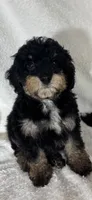 Joey, a male Bernedoodle for sale in Greenfield, IN – 6 of 6