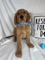 Goose, a male Golden Retriever for sale in Greenfield, IN – 4 of 8