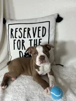 Ben, a male Boston Terrier for sale in Greenfield, IN – 3 of 5