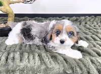 Cora, a female Cavapoo for sale in Greenfield, IN – 4 of 5
