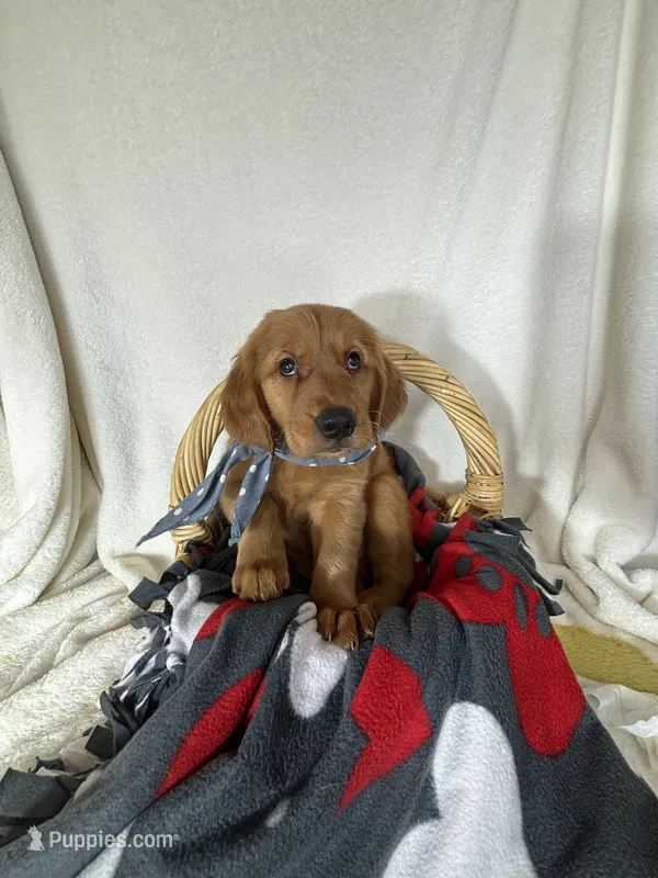 Cooper – Golden Retriever puppy for sale in Greenfield, IN