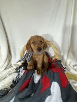 Cooper, a male Golden Retriever for sale in Greenfield, IN – 1 of 5