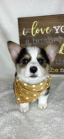 Calvin, a male Pembroke Welsh Corgi for sale in Greenfield, IN – 2 of 4