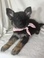 Gwyneth, a female German Shepherd Dog for sale in Greenfield, IN – 2 of 5