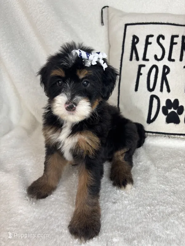 Macy – Bernedoodle puppy for sale in Greenfield, IN
