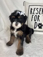 Macy, a female Bernedoodle for sale in Greenfield, IN – 1 of 6