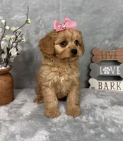Monica, a female Cavapoo for sale in Greenfield, IN – Photo 2 of 6