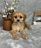 Ross, a male Cavapoo for sale in Greenfield, IN – Photo 4 of 5
