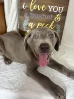 Luna, a female Labrador Retriever for sale in Greenfield, IN – 5 of 5