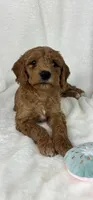 Ginger, a female Miniature Goldendoodle for sale in Greenfield, IN – Photo 1 of 5