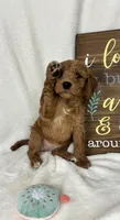Ginger, a female Miniature Goldendoodle for sale in Greenfield, IN – Photo 2 of 5