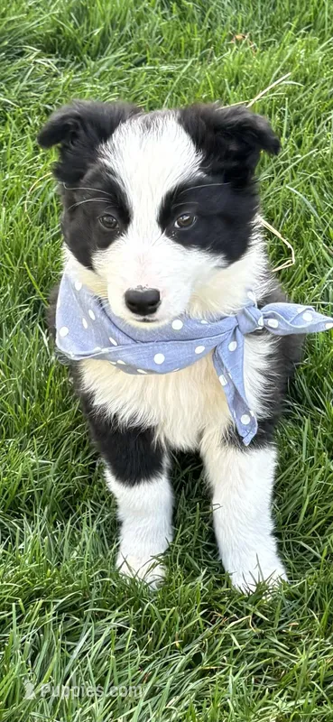 Bandit – Border Collie puppy for sale in Greenfield, IN