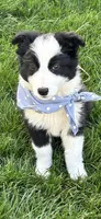 Bandit, a male Border Collie for sale in Greenfield, IN – Photo 1 of 5