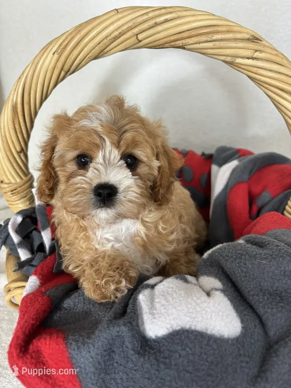Joey – Cavapoo puppy for sale in Greenfield, IN