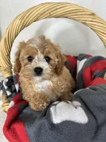 Joey, a male Cavapoo for sale in Greenfield, IN – 1 of 4