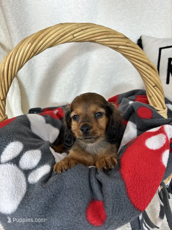 Dustin – Dachshund puppy for sale in Greenfield, IN