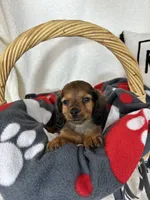 Dustin, a male Dachshund for sale in Greenfield, IN – 1 of 4