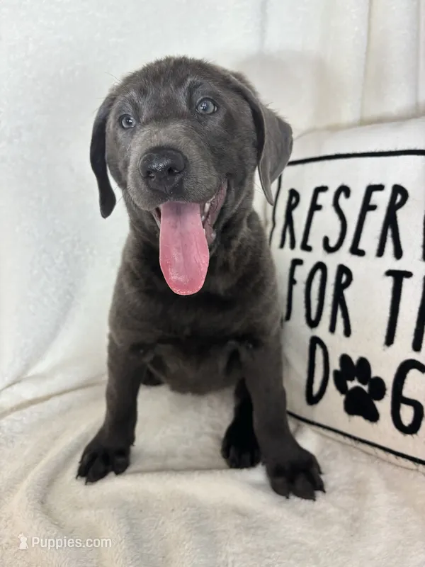 Bailey – Labrador Retriever puppy for sale in Greenfield, IN