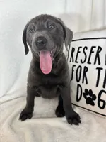 Bailey, a female Labrador Retriever for sale in Greenfield, IN – 1 of 4