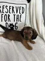 Dalton, a male Dachshund for sale in Greenfield, IN – 4 of 4