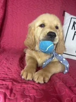 Gunner, a male Golden Retriever for sale in Greenfield, IN – 3 of 5