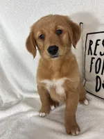 Ginger, a female Golden Retriever for sale in Greenfield, IN – 2 of 5